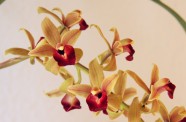 Orhideju šķirnes - 10