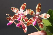 Orhideju šķirnes - 15