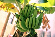 Banānkoki - 2
