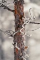 Ķemeru nacionālais parks ziemā - 5