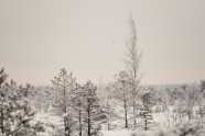 Ķemeru nacionālais parks ziemā - 6