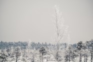 Ķemeru nacionālais parks ziemā - 7