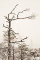 Ķemeru nacionālais parks ziemā - 8