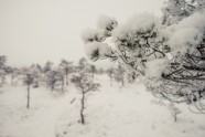 Ķemeru nacionālais parks ziemā - 28