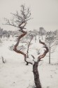Ķemeru nacionālais parks ziemā - 30