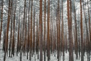 Ķemeru nacionālais parks ziemā - 31