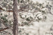Ķemeru nacionālais parks ziemā - 39