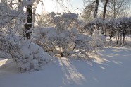 Salaspils botāniskais dārzs ziemā - 4