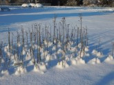 Salaspils botāniskais dārzs ziemā - 11
