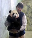Pandiņa Bei Bei priecē zoodārza apmeklētājus - 1