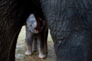 Berlīnes zoodārza jaunais zilonēns nosaukts par Edgaru - 1