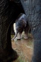 Berlīnes zoodārza jaunais zilonēns nosaukts par Edgaru - 2