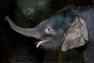 Berlīnes zoodārza jaunais zilonēns nosaukts par Edgaru - 3
