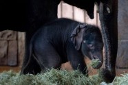 Berlīnes zoodārza jaunais zilonēns nosaukts par Edgaru - 5