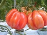 ''Mežvidi'' tomātu audzētava - 4