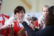 Starptautiskā kaķu izstāde Rīgā 27.-28. februārī - 14