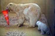 Baltā lācenīte zoodārzā Vācijā - 6