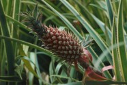 Kā dabā aug ananasi