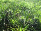Kā dabā aug ananasi - 3