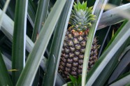 Kā dabā aug ananasi - 10