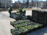 Pavasara puķes Rīgas parkos  - 1