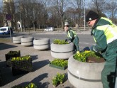 Pavasara puķes Rīgas parkos  - 2