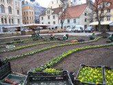 Pavasara puķes Rīgas parkos  - 4