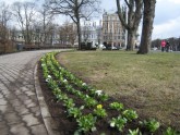 Pavasara puķes Rīgas parkos  - 7