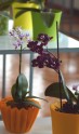 Izstāde ''Orhidejas, tilandsijas un kukaiņēdāji augi'' Dabas muzejā