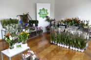 Izstāde ''Orhidejas, tilandsijas un kukaiņēdāji augi'' Dabas muzejā - 16