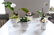 Izstāde ''Orhidejas, tilandsijas un kukaiņēdāji augi'' Dabas muzejā - 19