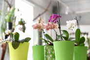 Izstāde ''Orhidejas, tilandsijas un kukaiņēdāji augi'' Dabas muzejā - 23