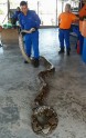 Malaizijā atrasts 8 metrus garš  pitons - 2