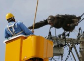 Japānā no zoodārza izmūk šimpanze - 1