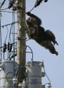 Japānā no zoodārza izmūk šimpanze - 2