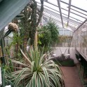 Milzīgā agave LU Botāniskajā dārzā 