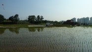 Rīsu lauki - 8