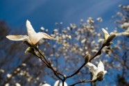 Magnolijas botāniskajā dārzā - 6