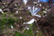 Magnolijas botāniskajā dārzā - 7