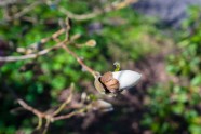 Magnolijas botāniskajā dārzā - 14