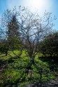 Magnolijas botāniskajā dārzā - 19