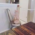 Kaķis Džordžs, kas sēž kā surikats - 1