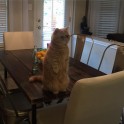 Kaķis Džordžs, kas sēž kā surikats - 5