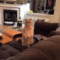 Kaķis Džordžs, kas sēž kā surikats - 16