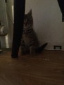 Sarkandaugavas kaķēa jaunākās bildes - 3