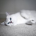 Sniegbaltais kaķis Kobijs ar zilām acīm - 1