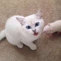Sniegbaltais kaķis Kobijs ar zilām acīm - 2