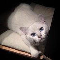 Sniegbaltais kaķis Kobijs ar zilām acīm - 3