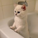 Sniegbaltais kaķis Kobijs ar zilām acīm - 4