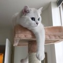 Sniegbaltais kaķis Kobijs ar zilām acīm - 5